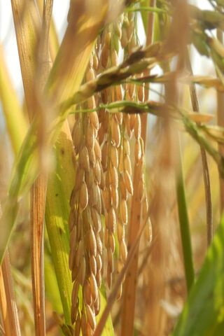 Pohon Padi Wallpaper Download Ke Ponsel Anda Dari Phoneky