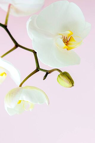Orchid Elegance: Nature..