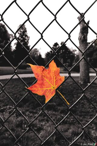 Autumn's Embrace: A Leaf's Journey 🍂