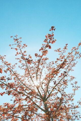 Spring Awakening: The V..