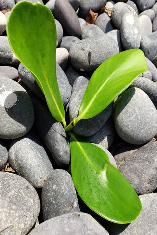 Зеленое растение на скалах