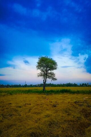 Solitary Sentinel: A Tree's Embrace of Nature 🌳✨
