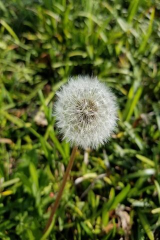 Dandy Delight: Nature's Whimsical Wonder 🌼✨