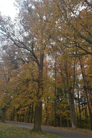Autumn Serenity 🍂