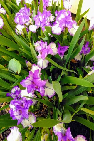Blooming Beauty: Spring's Iridescent Irises 🌸✨