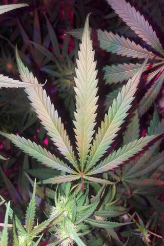Durbanpoison