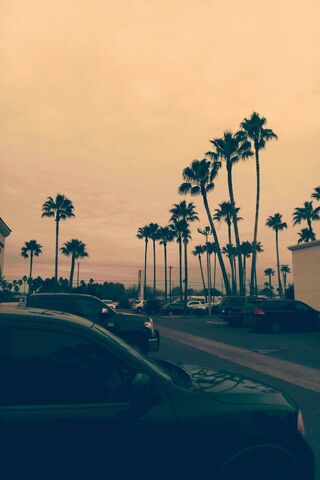 Skyline Serenity 🌴✨