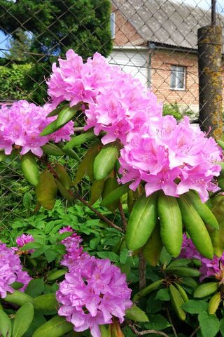 Flover: A Blooming Delight 🌸