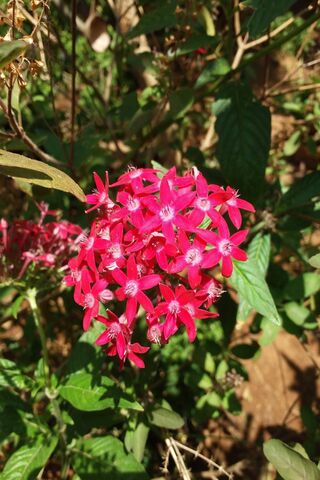 Blossoms of Joy: The Pinkish Flower 🌸✨