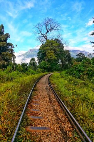 Nature's Pathway 🌿🚂
