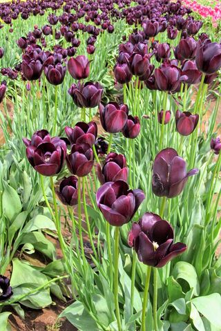 Dark Purple Tulips