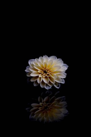 Fleur Blanche Ds Ali Fond d'écran - Télécharger sur votre mobile depuis  PHONEKY