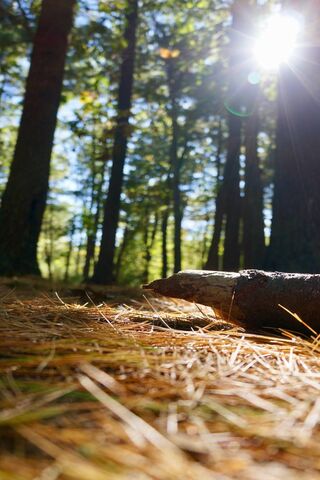 Whispers of the Pine Forest 🌲✨