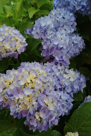 Whispers of Lavender: The Enchanting Purple Hydrangea 🌸✨