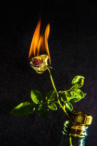 Fire Rose – OUD COLLECTION™