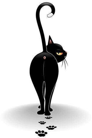 काळी मांजर