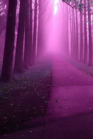 Rừng sương mù màu tím