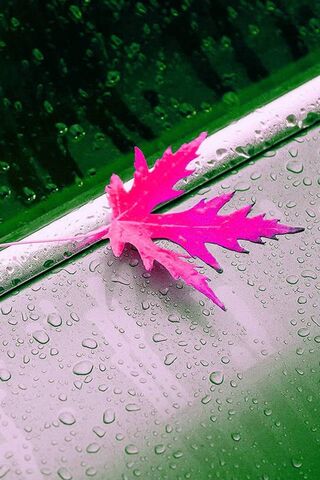 HD 핑크 잎