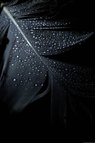Mystique of the Night: ..