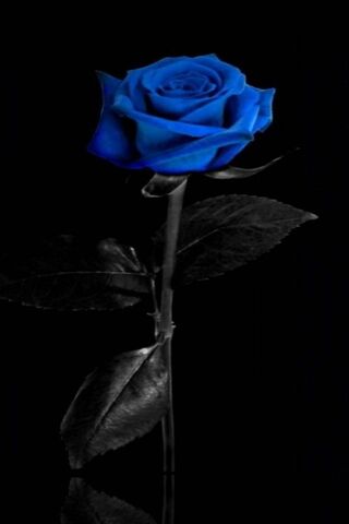 Amoled Blue Rose