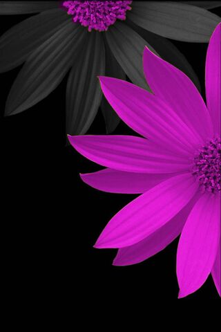 Whispers of Lavender: T..