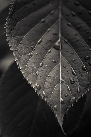 Shades of Mystery: The ..