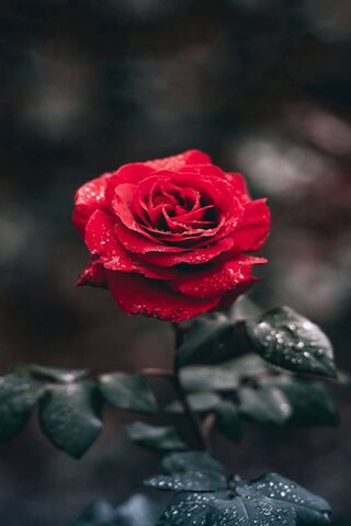 The Enchanting Trandafir: A Symbol of Love 🌹
