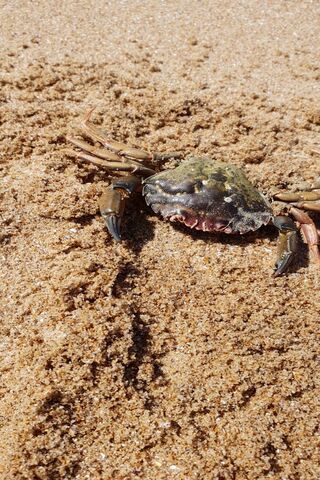 Crabster