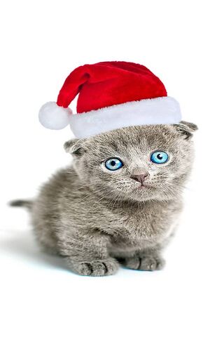 Festive Feline Fun 🎄🐾