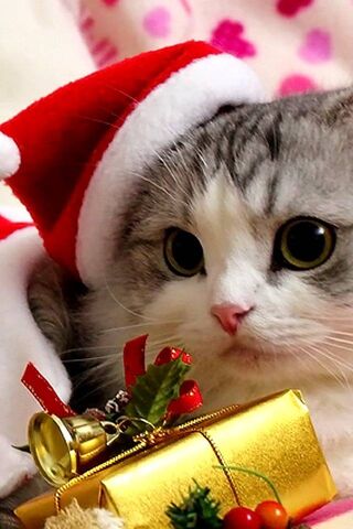 Boże Narodzenie Cat