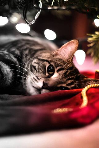 Boże Narodzenie Cat