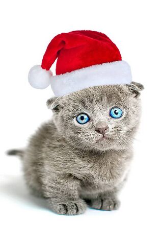 Festive Feline Fun 🎄🐾