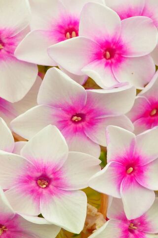 Bunga kelopak Phlox