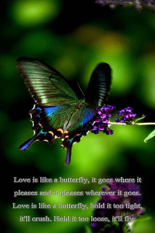 Like Butterfly