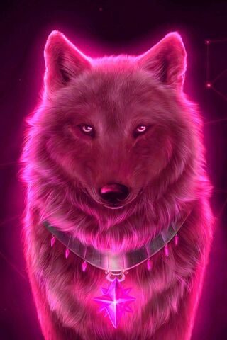 Lobo estrella rosa
