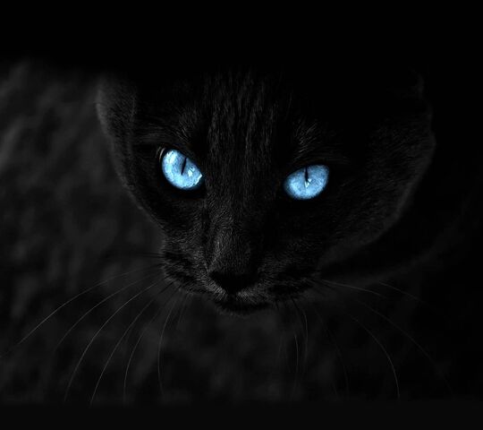 Nếu bạn đang tìm kiếm một bức ảnh nền mới cho máy tính của mình, hãy xem bức tranh này với một chú mèo đen siêu đáng yêu. Anh ta sẽ đưa bạn đến một thế giới bình yên và dễ chịu, tạo cho bạn cảm giác thư giãn và ngọt ngào.