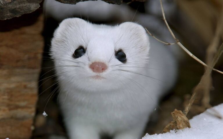 Premium Photo  Cute realistic ferret with heart generative ai