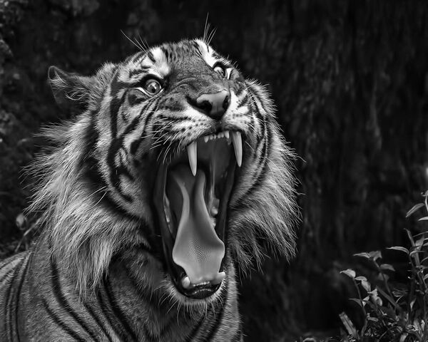 Black and White Tiger  自然動物 動物の壁紙 虎