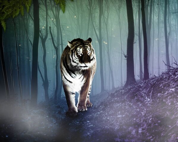 Forest Tiger Wallpaper - Download to your mobile from PHONEKY