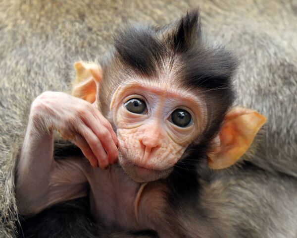 Cute Monkey Wallpapers 47 images