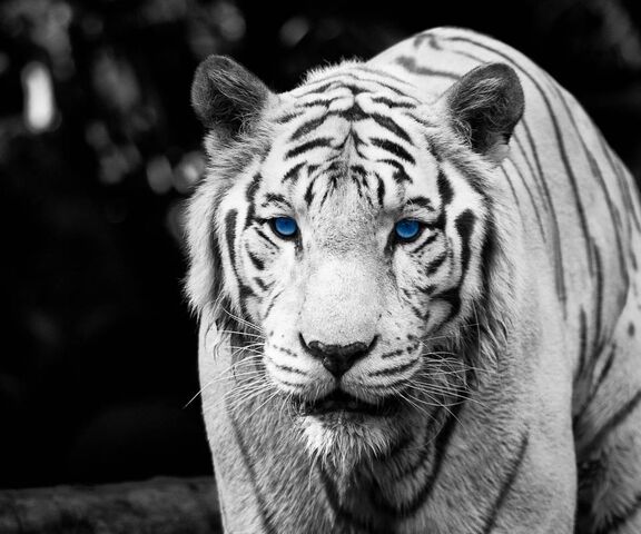 Gambar Harimau Putih Mata Biru