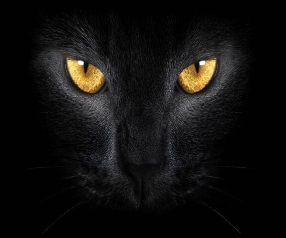 Black Cat Wallpaper - Download to your mobile from PHONEKY