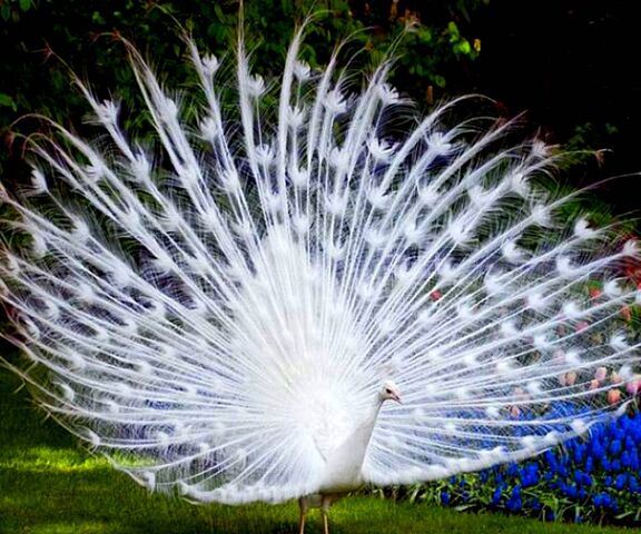 White Peacock Wallpaper - Download to your mobile from PHONEKY