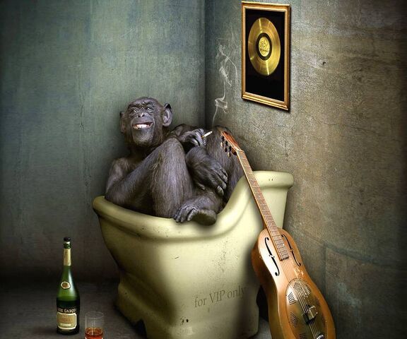 Drunken monkey friday monkey HD wallpaper  Peakpx
