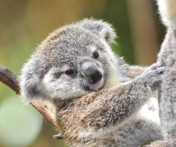Baby Koala Joey Wallpaper - Download to your mobile from PHONEKY