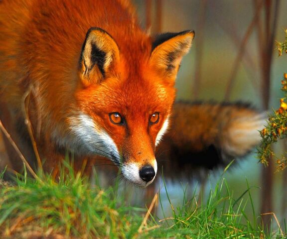 Red Fox Wallpaper - Download to your mobile from PHONEKY