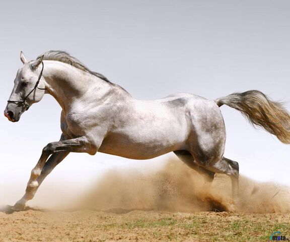 Running Horse Wallpaper - Download to your mobile from PHONEKY
