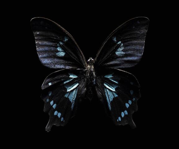 Black background blue front butterfly 2K wallpaper download