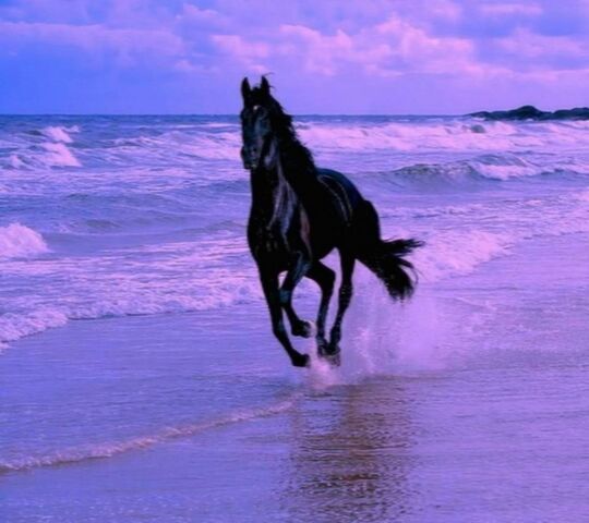 Black Beauty Wallpaper - Download to your mobile from PHONEKY