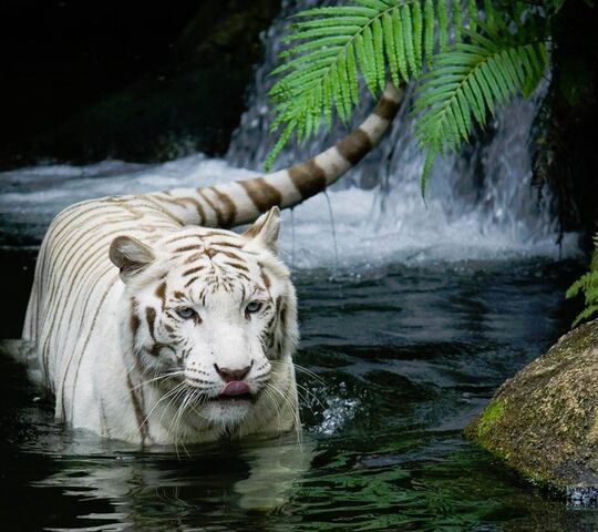 ホワイトタイガー壁紙 Phonekyから携帯端末にダウンロード